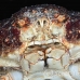 crab_clinging_channel_rgi_wc_h_0038_tci1807.jpg
